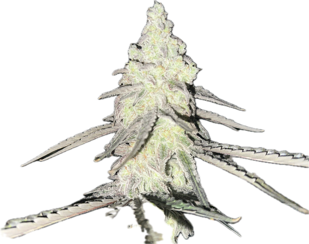 Premium Indoor Flower
