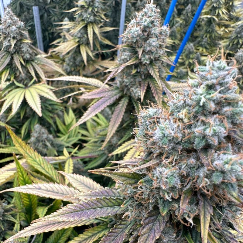 OBC indoor cultivation