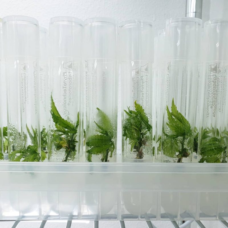 OBC tissue culture lab