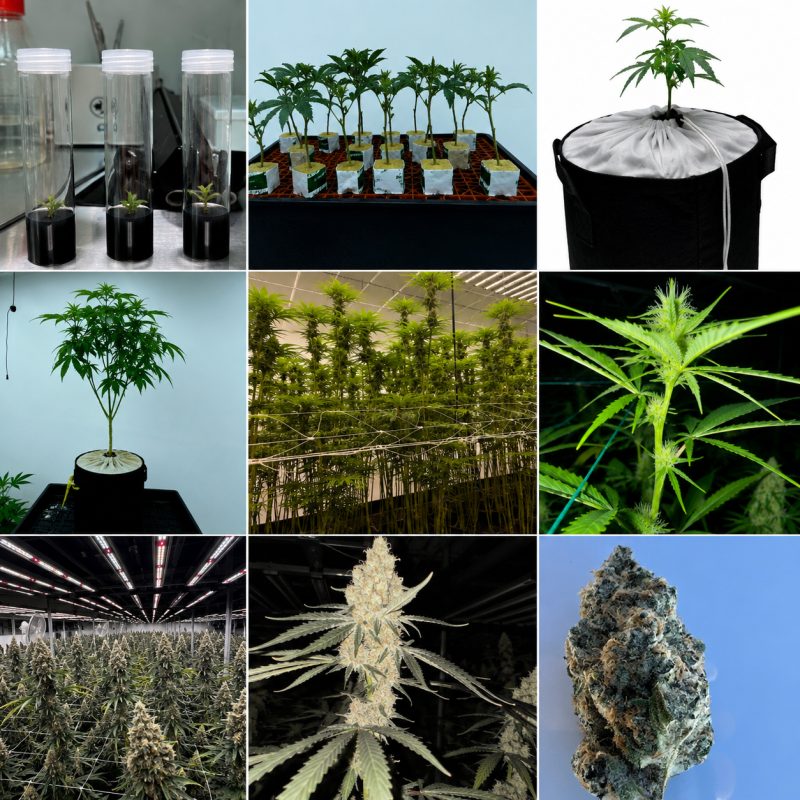 OBC cultivation collage